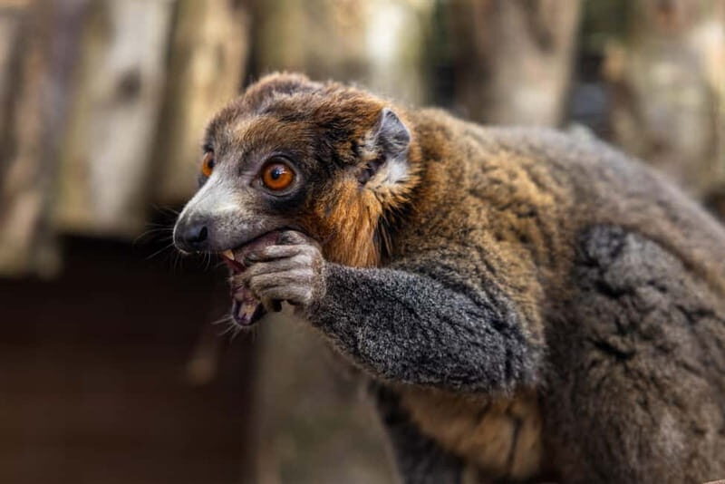 Leicestershire: Twycross Zoo Entry Ticket - Practical Tips for Visiting