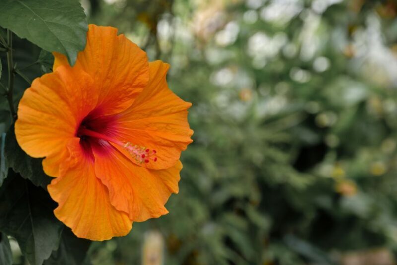 Leiden: Hortus botanicus Leiden Entry Ticket - An In-Depth Look at Leiden’s Botanical Gem