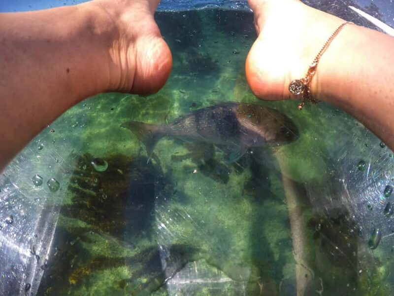 Leigh: Goat Island Clear Kayak Rental - Who Should Consider This Tour?