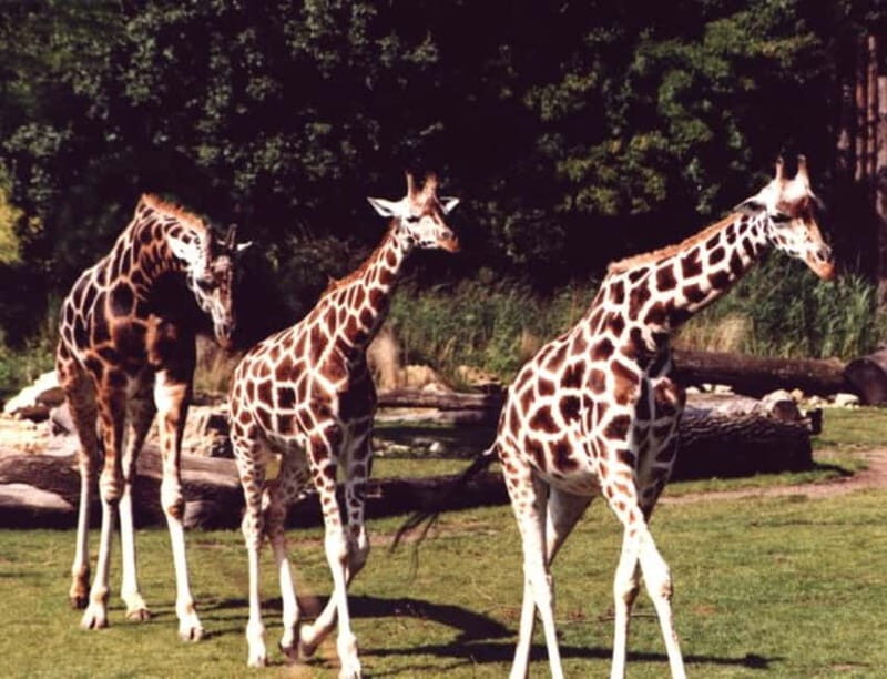 Leipzig: 3-Hour Bike Tour - Why Consider a Bike Tour of Leipzig?