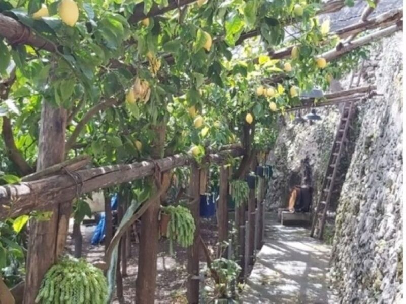 Lemon Experience with Limoncello demonstration - Final Thoughts