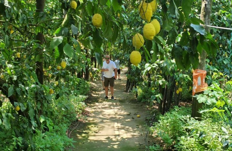 Lemon Grove Walk, Tastings, Aperitivo & Open Bar in Sorrento - The Experience in Detail