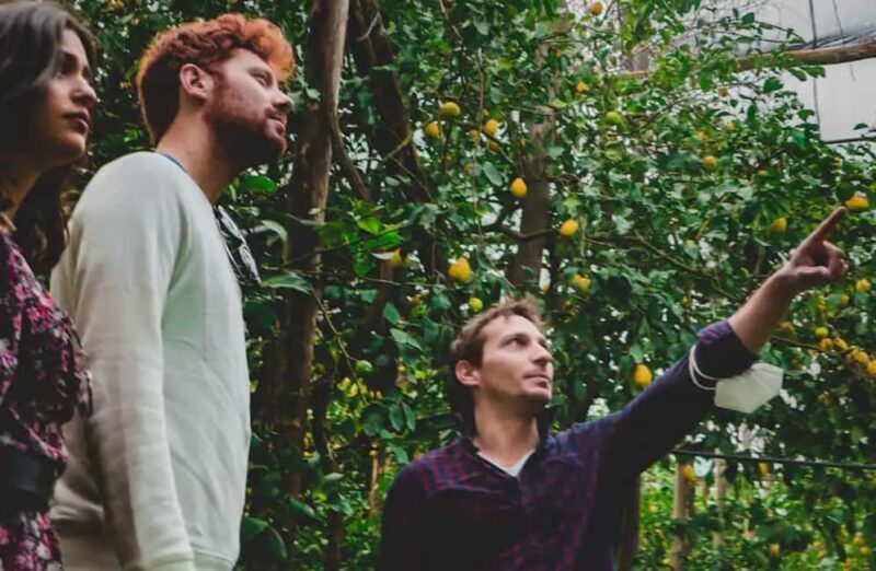 Lemon Grove Walk, Tastings, Aperitivo & Open Bar in Sorrento - FAQ