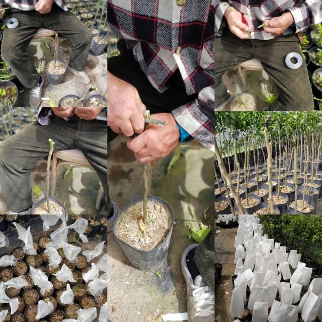 Lemon Nursery & Limoncello: Sorrento E-Bike Tour - Price and Value