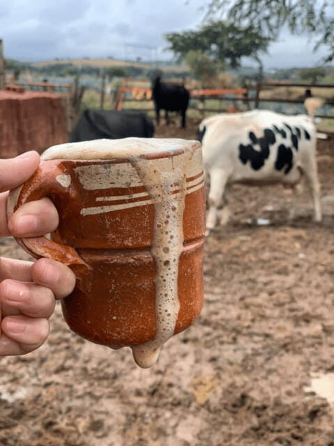 Leon: Cristero Rebellion Guided Tour with Breakfast - An In-Depth Look at the Tour