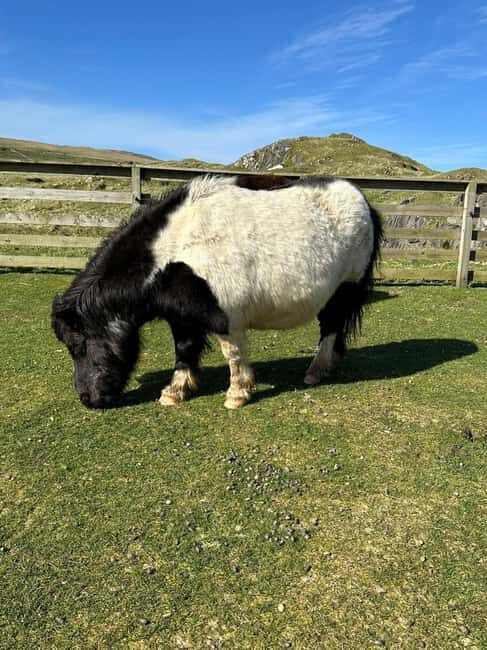 Lerwick: Shetland Pony Express - Deep Dive into the Details