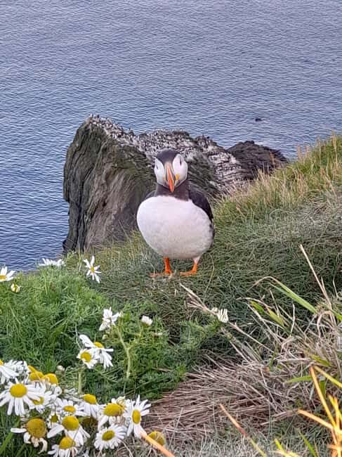 Lerwick: The Puffin Express - 3hr South Mainland Tour - Final Thoughts
