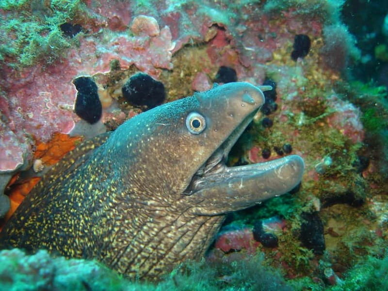 L'Escala: Introductory diving in the Montgri Nature Reserve - Discovering the Underwater World of Montgri