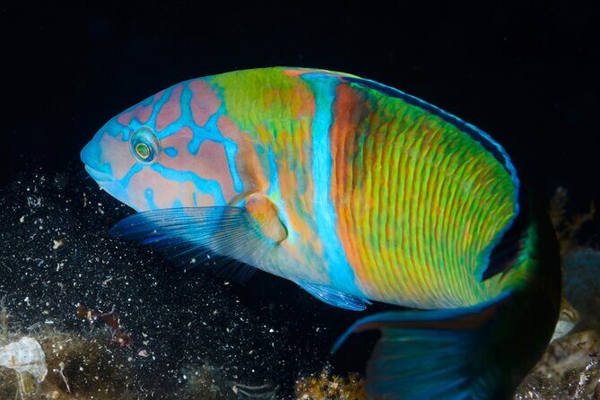 L'Estartit: Snorkeling in the Medes Islands - FAQ