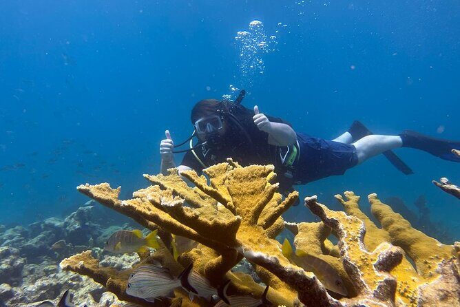 Let it Ride Charters-Private Fishing / Snorkel Combo Key Largo FL - The Value of the Experience