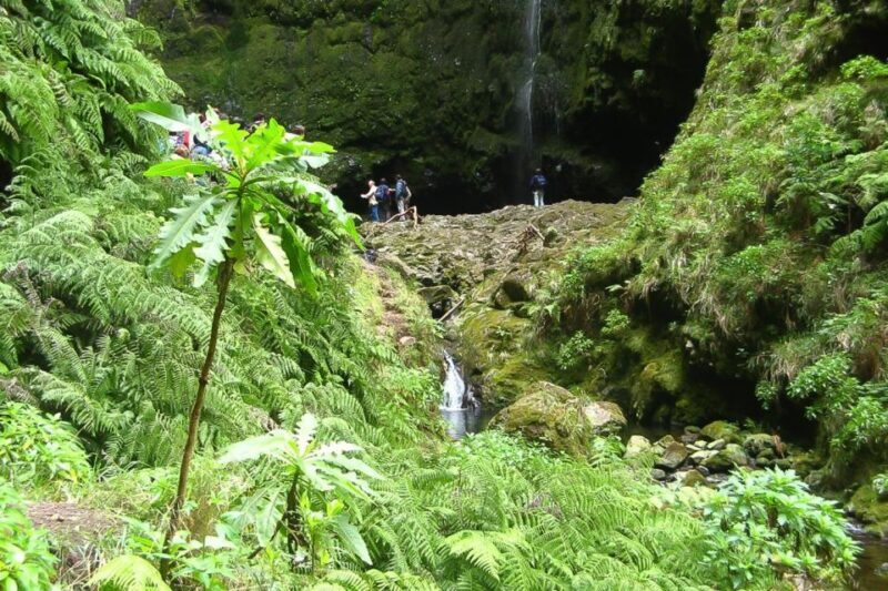 Levada Walk and Caldeirao Verde Waterfalls: Madeira - What This Tour Entails