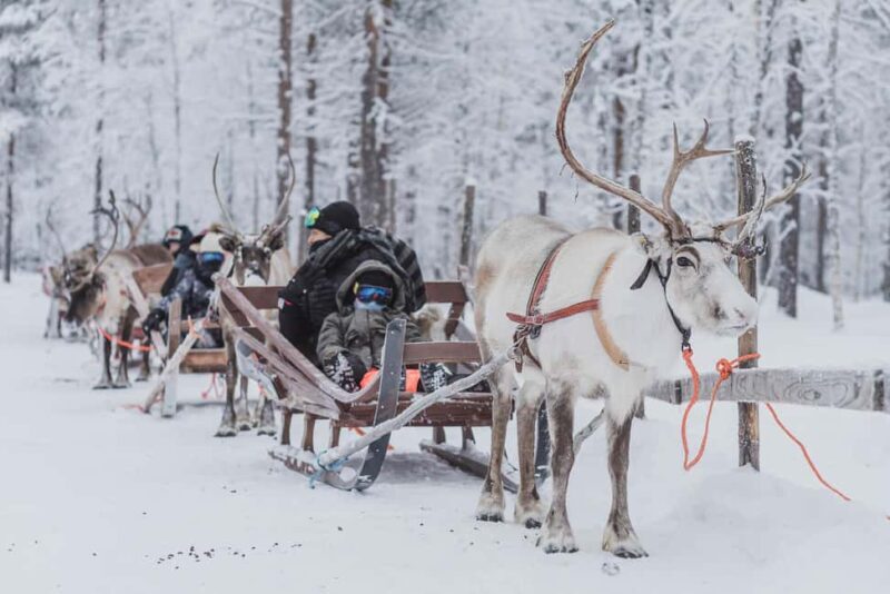 Levi: 2-Day Lapland Forest Cabin Stay with Safaris - FAQ