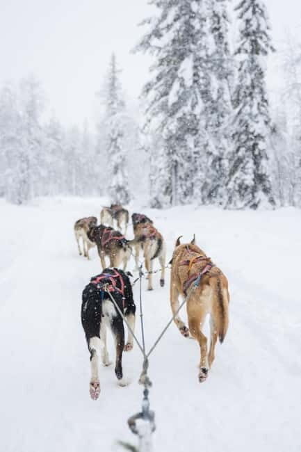 Levi: 3-Day Husky Safari Adventure with Northern Lights - What We Liked and What to Keep in Mind