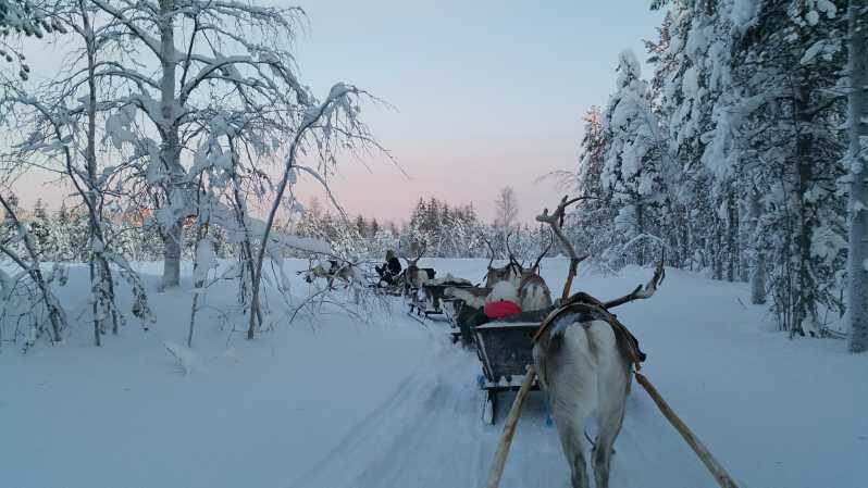 Levi: 3km Reindeer Sleigh Ride in the forest at night - The Sum Up