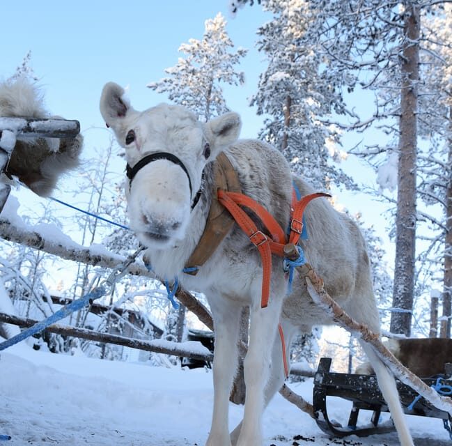Levi: 3km Reindeer Sleigh Ride in the forest at night - FAQ
