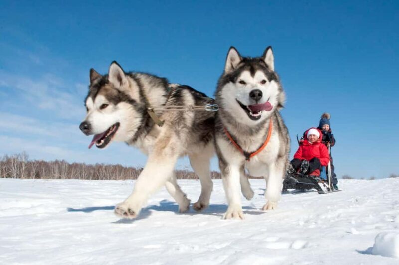 Levi: 5 Km Husky Sledding Ride in Levi - Authentic Voices from Past Participants