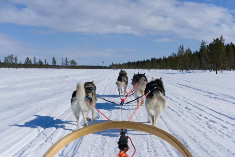 Levi: 5km Self-Driven Husky Sledge Safari - What Is This Tour All About?