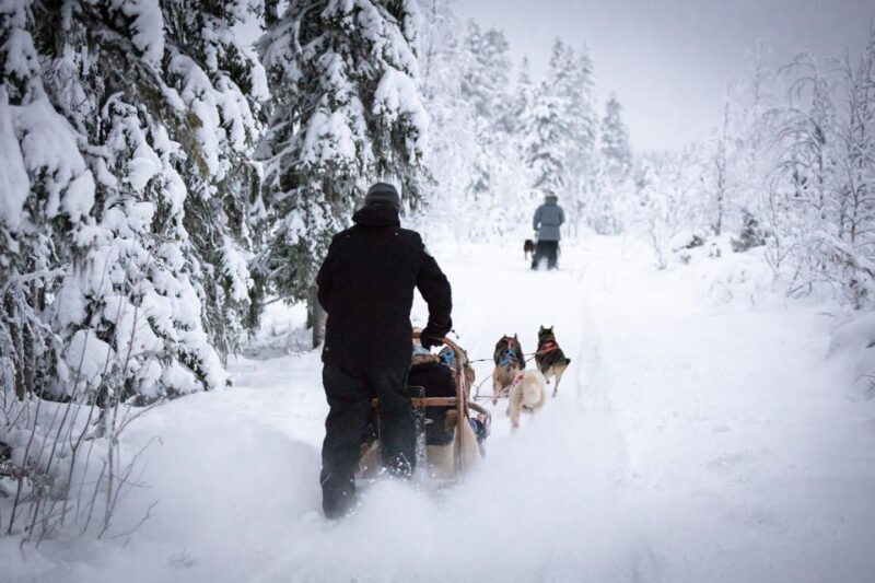 Levi: 7 km Self-Drive Husky Sledding Adventure - The Experience for Participants