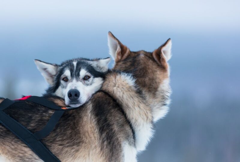 Levi: 7 km Self-Drive Husky Sledding Adventure - Practical Details and Tips