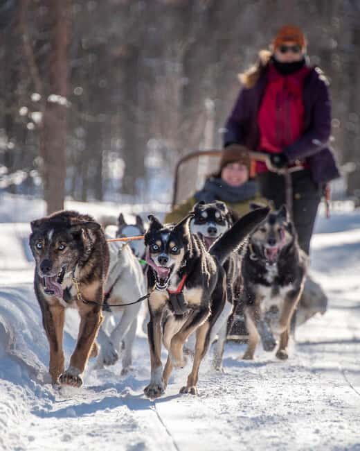 Levi: Arctic Combo Husky & Reindeer Ride - Key Points