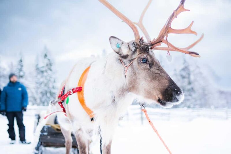 Levi: Authentic Reindeer Sled Ride with Photographer - Key Points