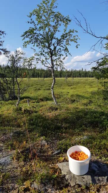 Levi: Berry Picking - Superfoods from Nature - Key Points