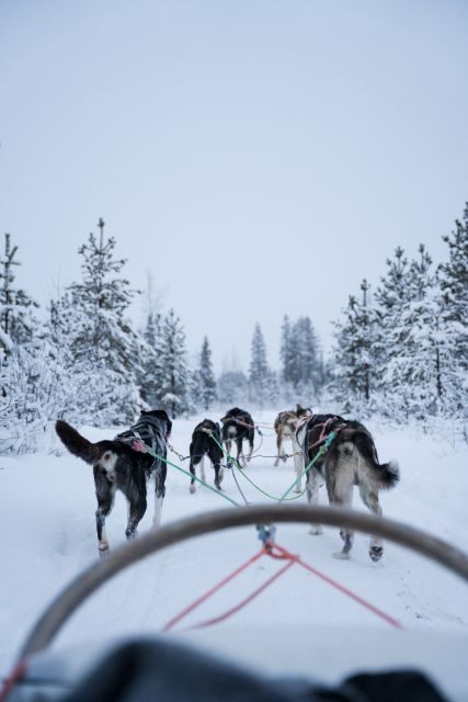 Levi: Evening Husky Sled Ride under the Northern Lights - What Is the Levi Evening Husky Sled Ride?