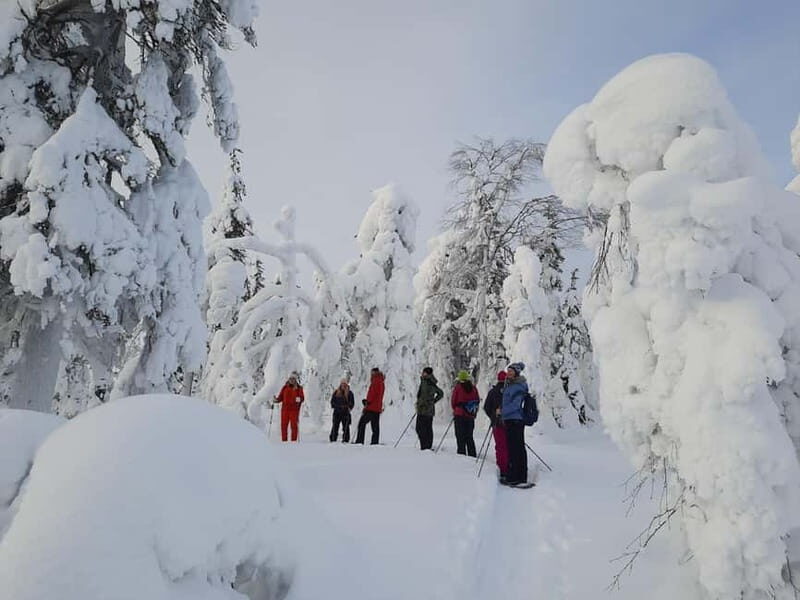Levi: Evening Snowshoe Walk Under Northern Sky - The Value and Who Should Consider This Tour