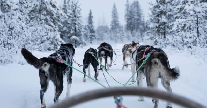 Levi: Forest Troll Two-day Husky safari - Why Youll Love the Levi Forest Troll Two-Day Husky Safari