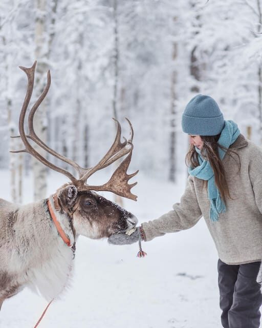 Levi: Horse and Husky Farm Visit with Juice and Cookies - What Makes This Experience Special?