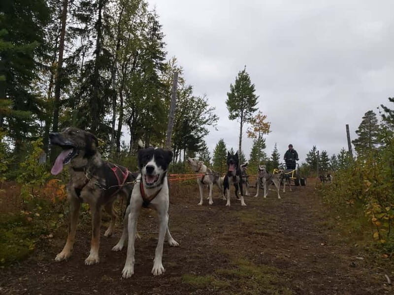 Levi: Husky cart tour- Midnight Sun & Autumn Northern Lights - Practical Considerations for Your Trip