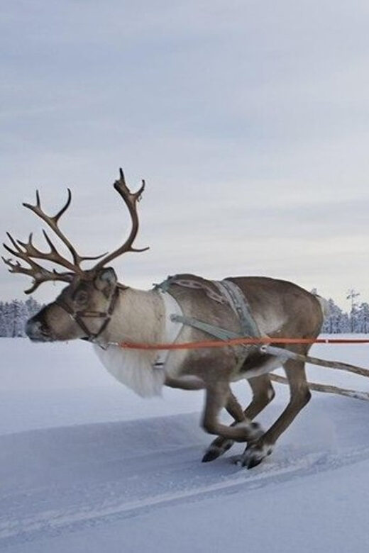 Levi: Lapland Reindeer and Husky Safari - Key Points