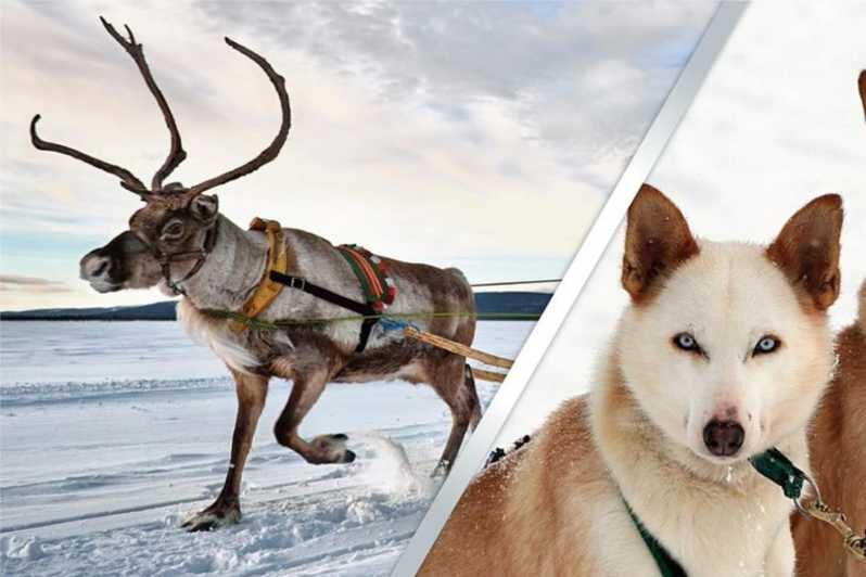 Levi: Lapland Reindeer and Husky Safari - A Deep Dive into the Levi Reindeer and Husky Safari
