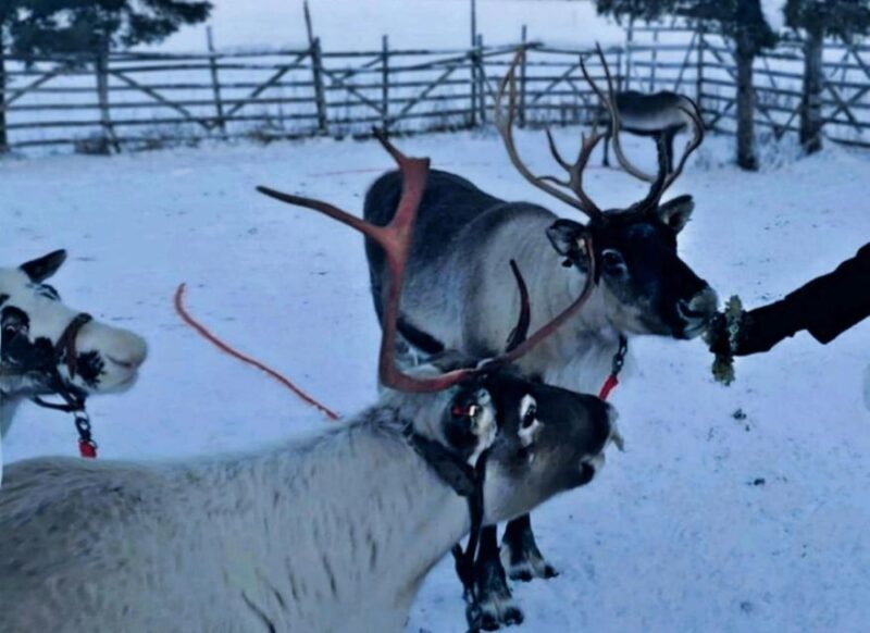 Levi: Lapland Reindeer Safari - What to Expect on Your Reindeer Safari