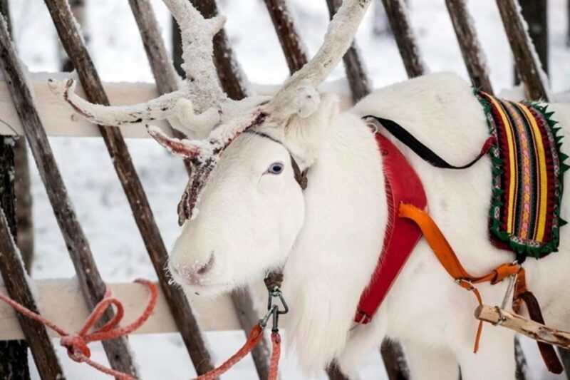 Levi: Lapland Reindeer Safari - Final Thoughts