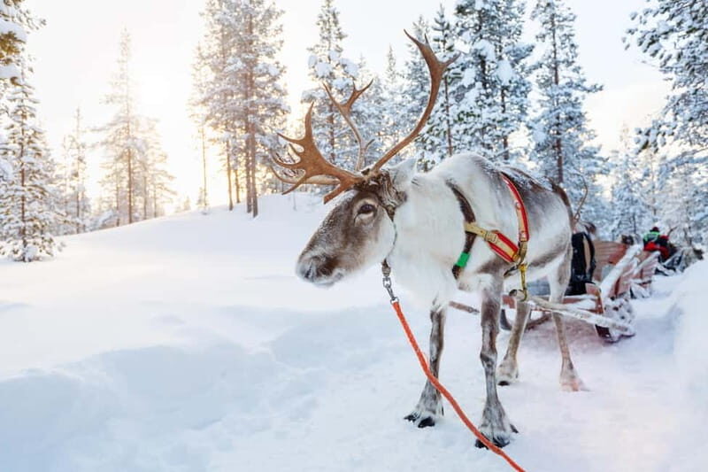 Levi: Lappish Reindeer Sled Ride 3 km - Discovering Lapland’s Reindeer Heritage