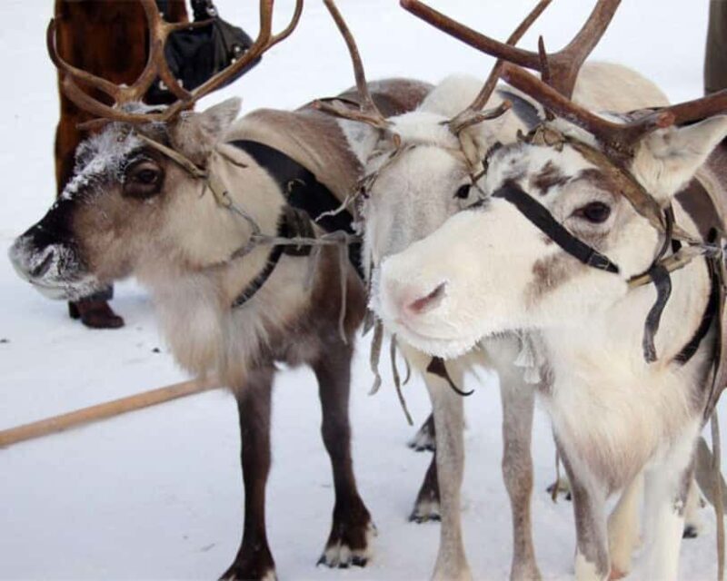 Levi: Meet Reindeer and Visit Husky Kennel - What Is the Tour All About?