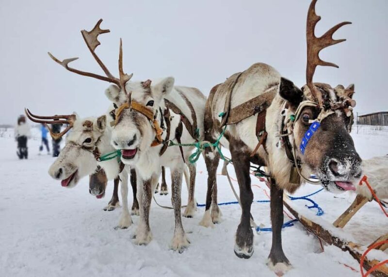 Levi: Meet Reindeer and Visit Husky Kennel - Authenticity and Reviews from Travelers