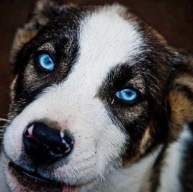 Levi: Meet Reindeer and Visit Husky Kennel - Who Is This Tour Best For?