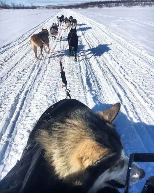 Levi: Meet Reindeer and Visit Husky Kennel - Final Thoughts