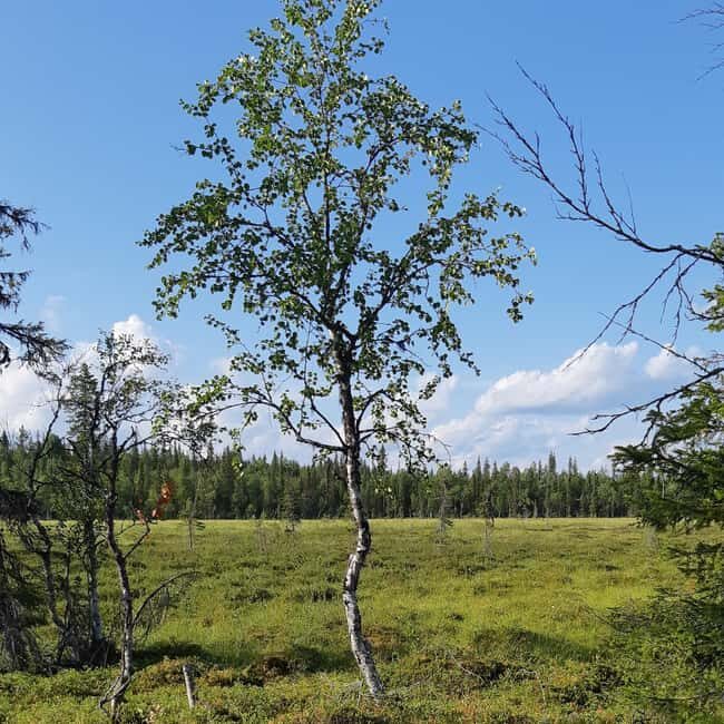 Levi: Nature Walk with Birds, Animals, and Plants - Key Points