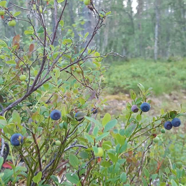 Levi: Nature Walk with Birds, Animals, and Plants - An Honest Look at the Levi Nature Walk Experience