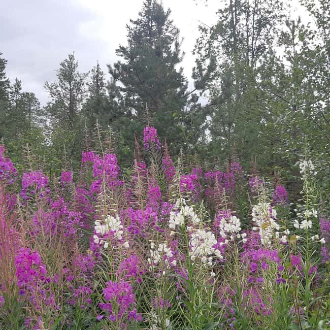 Levi: Nature Walk with Birds, Animals, and Plants - Real Feedback from Participants