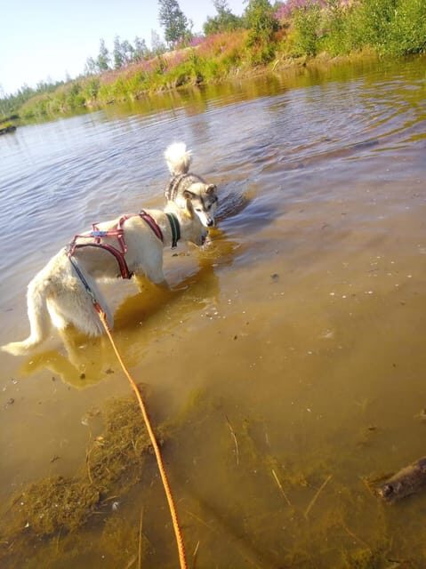 Levi: Nature Walk with Huskies - What to Expect From Your Husky Nature Walk