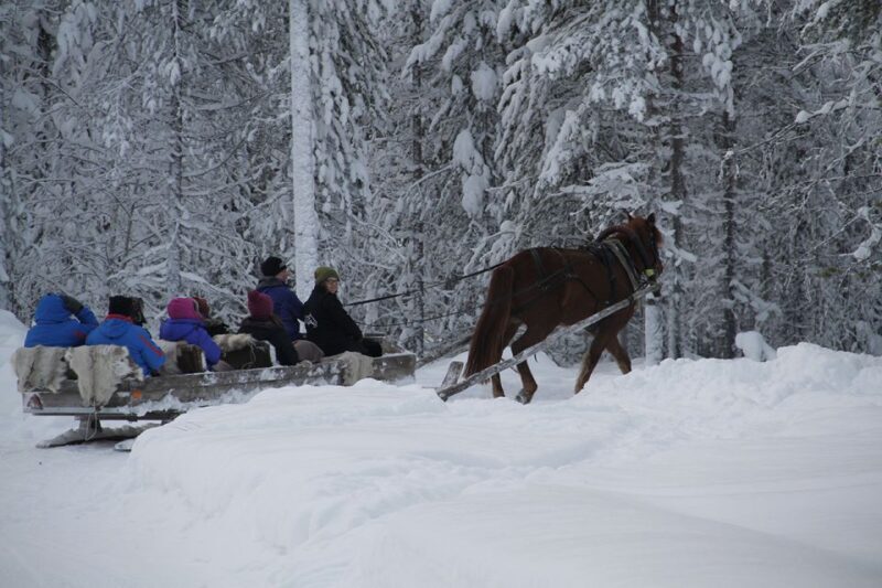 Levi: One Horse Open Sleigh Ride - Why You Should Consider This Tour