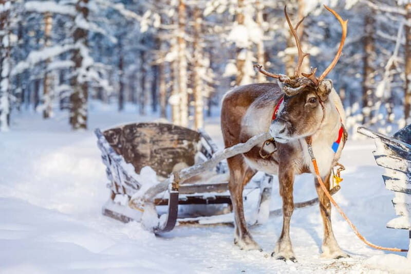 Levi: Reindeer Experience with Sled Ride - Final Thoughts