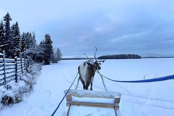 Levi Reindeer Safari - Long or Quick - with Sledge Ride - FAQ