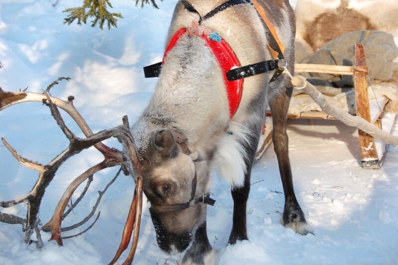 Levi: Reindeer Sleigh Ride Tour in Snowy Forest - Key Points