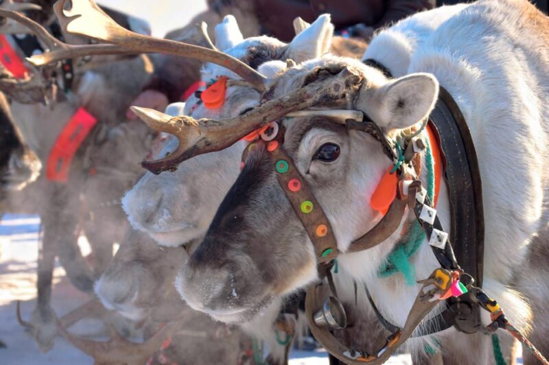 Levi: Reindeer Sleigh Ride Tour in Snowy Forest - The Experience in Detail
