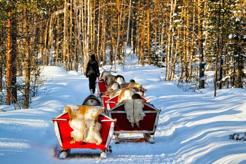 Levi: Reindeer Sleigh Ride Tour in Snowy Forest - Pricing and Value